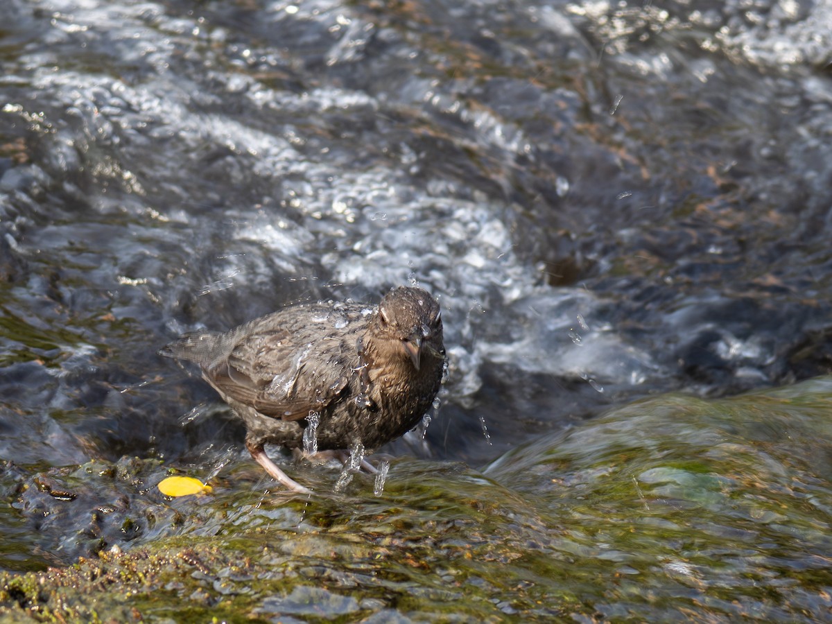 American Dipper - ML619713032