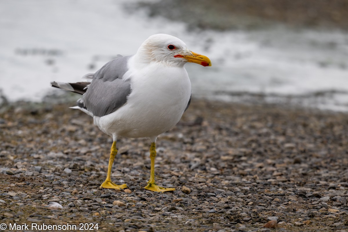 California Gull - ML619713036