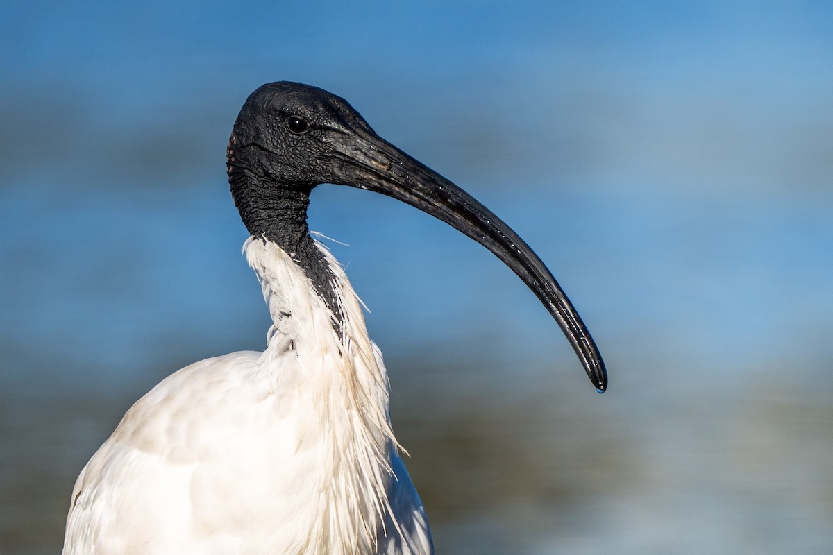 ibis australský - ML619713063