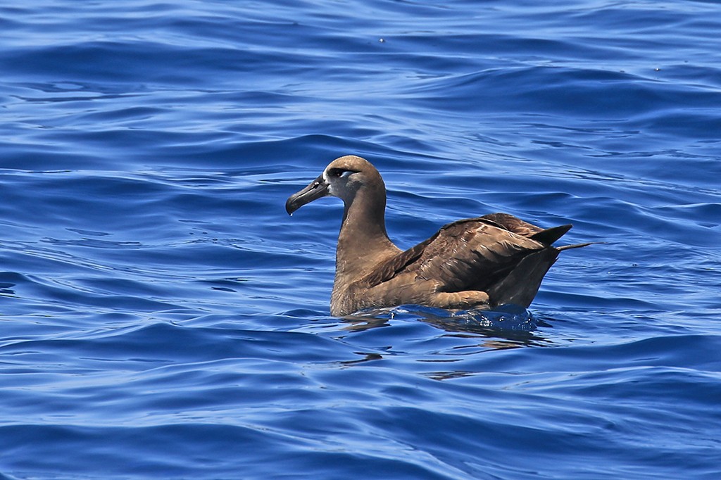Albatros à pieds noirs - ML619713127