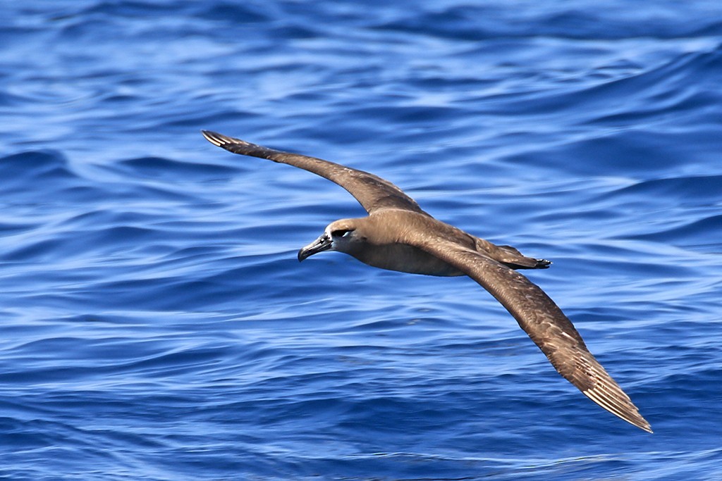 Albatros à pieds noirs - ML619713128