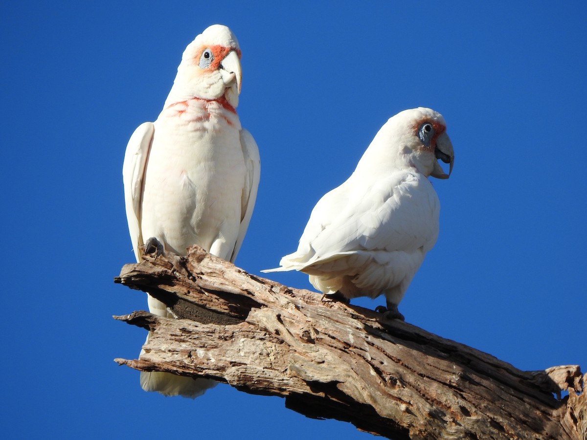 Long-billed Corella - ML619713139