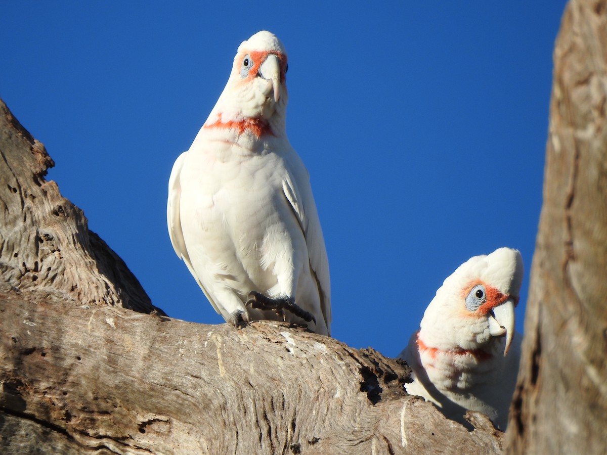 Long-billed Corella - ML619713140