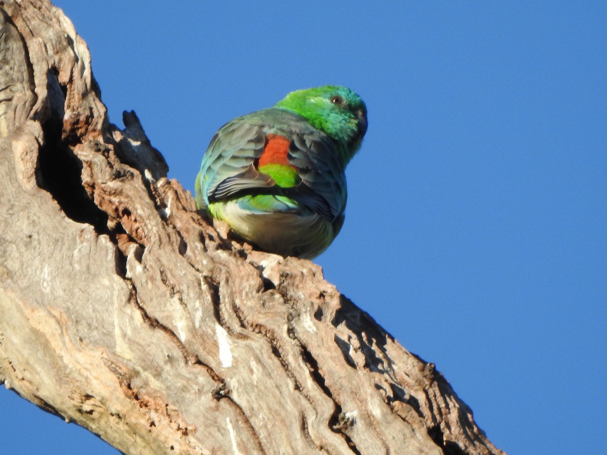 Red-rumped Parrot - Kerry Vickers