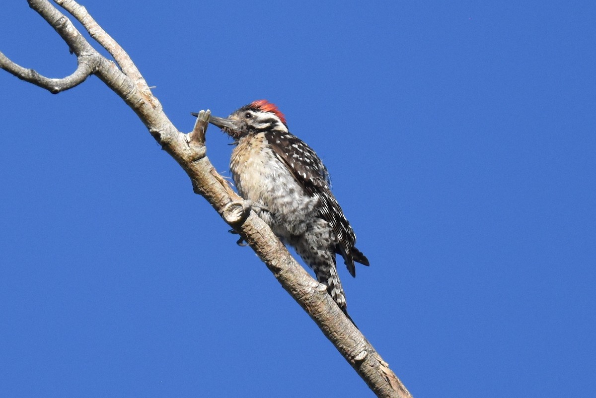 Ladder-backed Woodpecker - ML619713171