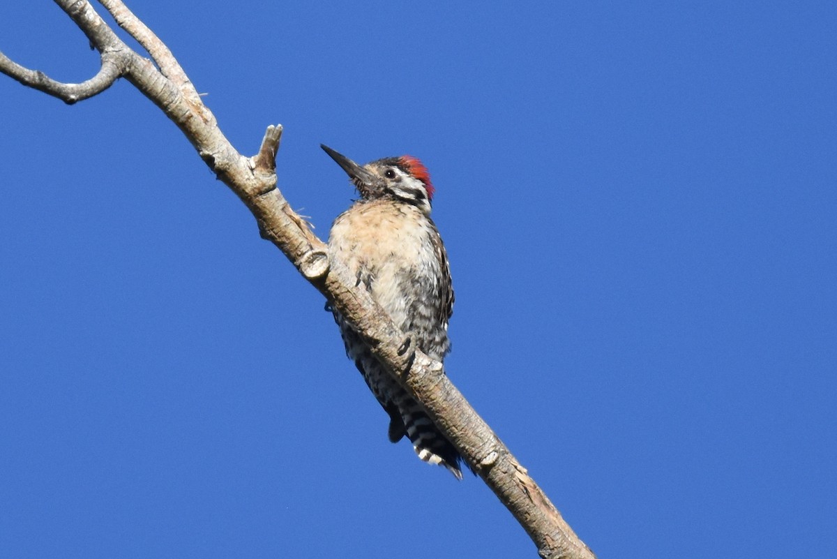 Ladder-backed Woodpecker - ML619713172