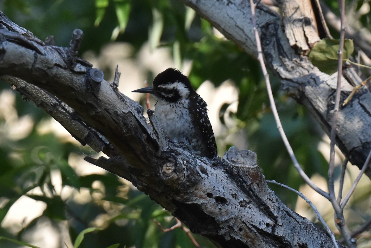 Ladder-backed Woodpecker - ML619713173