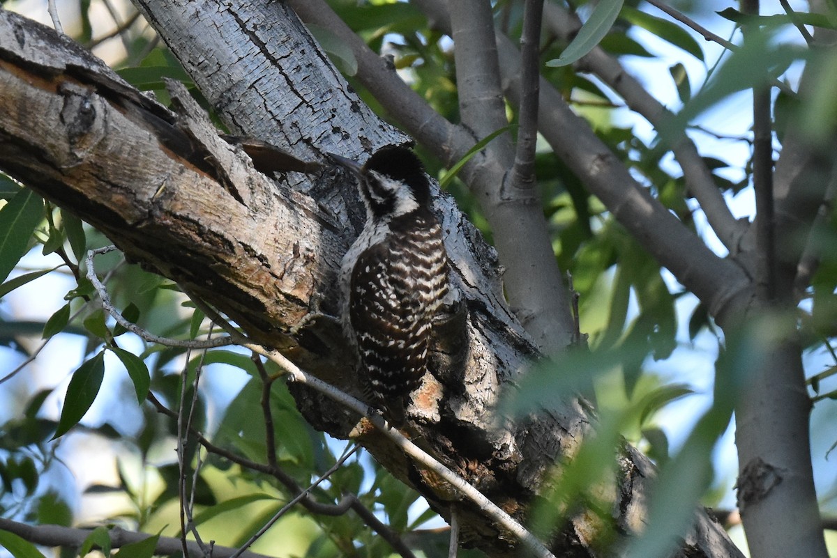 Ladder-backed Woodpecker - ML619713174