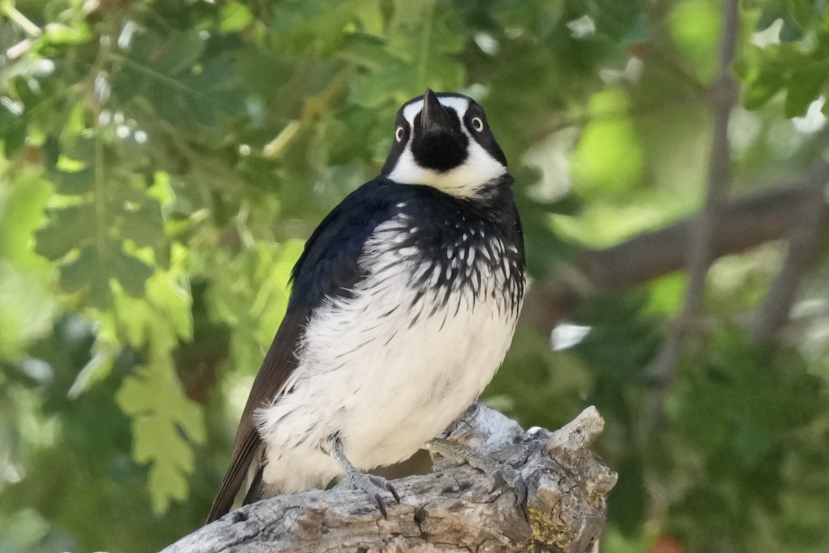 Acorn Woodpecker - ML619713184