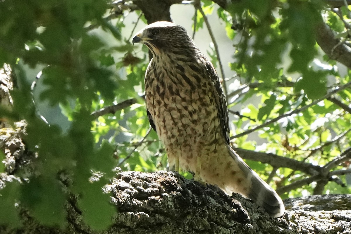 Red-shouldered Hawk - ML619713190