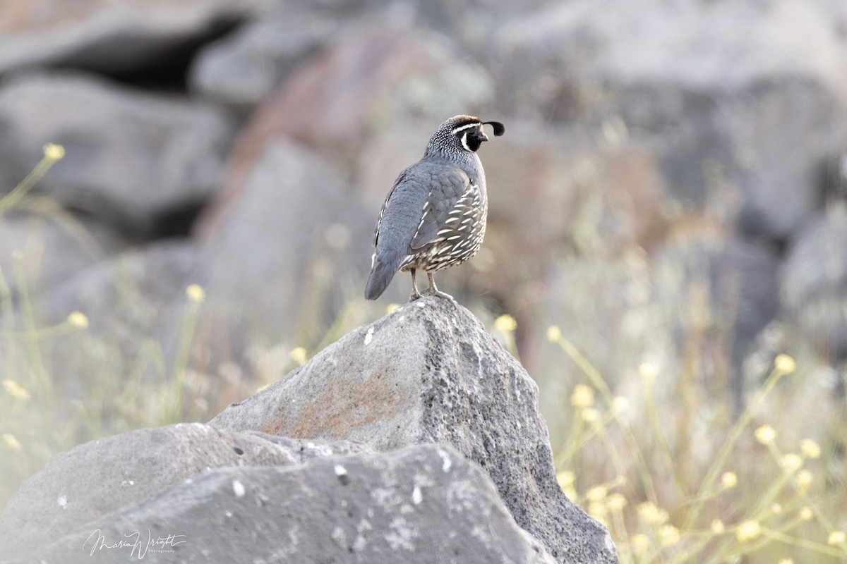 California Quail - ML619713197