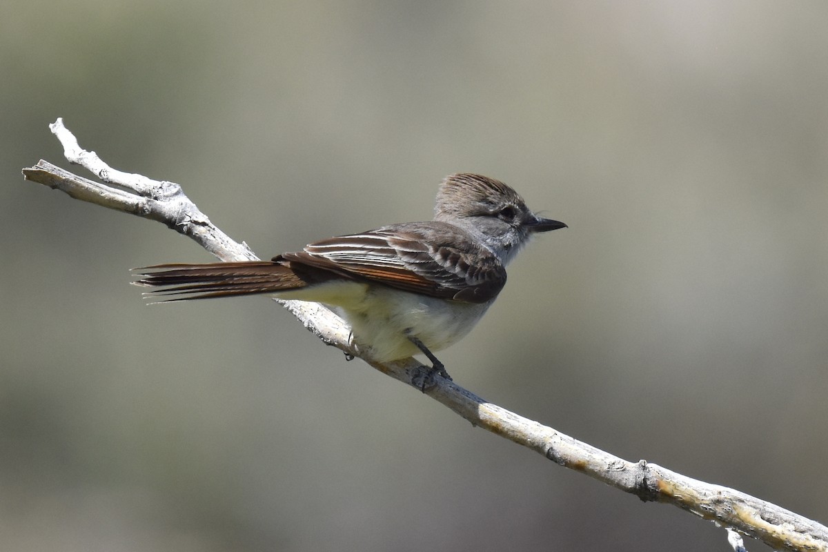 Ash-throated Flycatcher - ML619713216