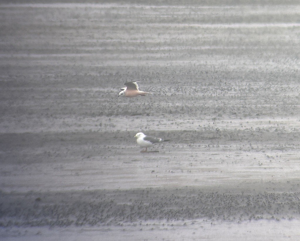 Red-legged Kittiwake - ML619713223