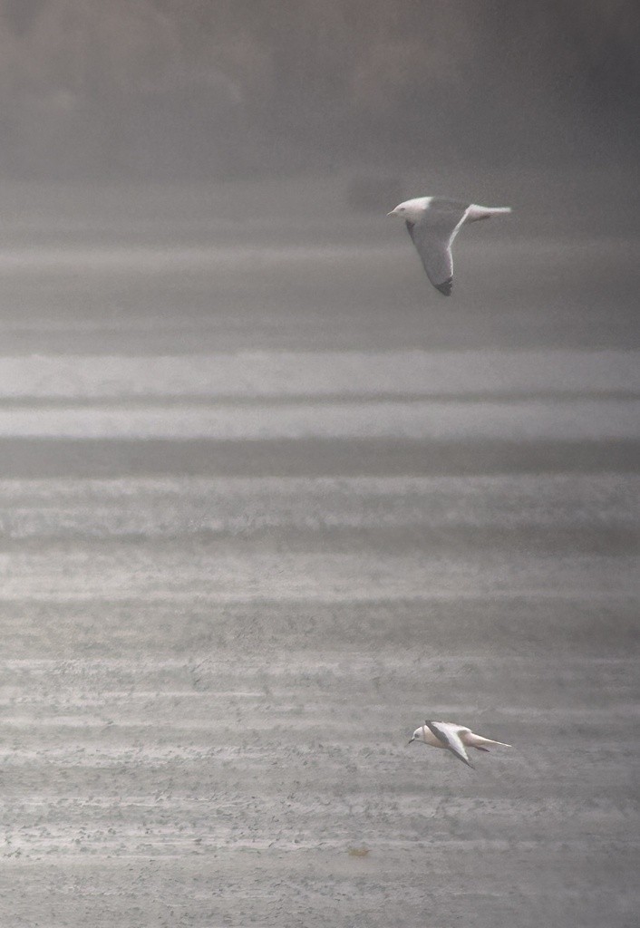 Red-legged Kittiwake - ML619713225