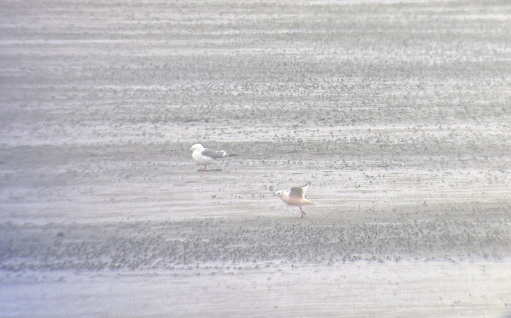 Red-legged Kittiwake - ML619713226