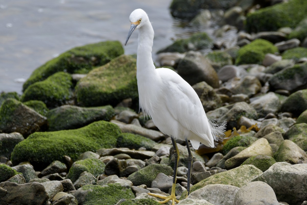 Snowy Egret - ML619713258