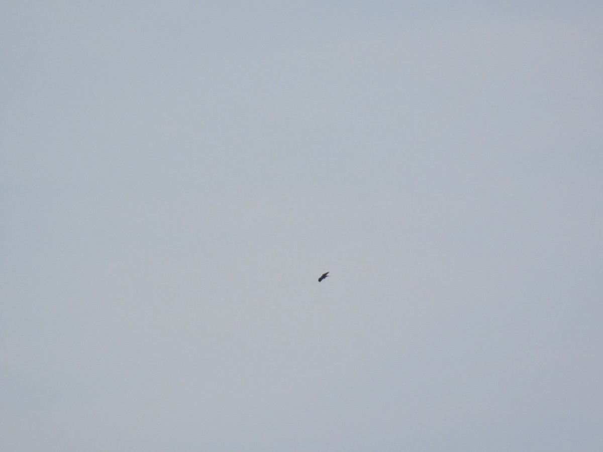 Swallow-tailed Kite - ML619713265