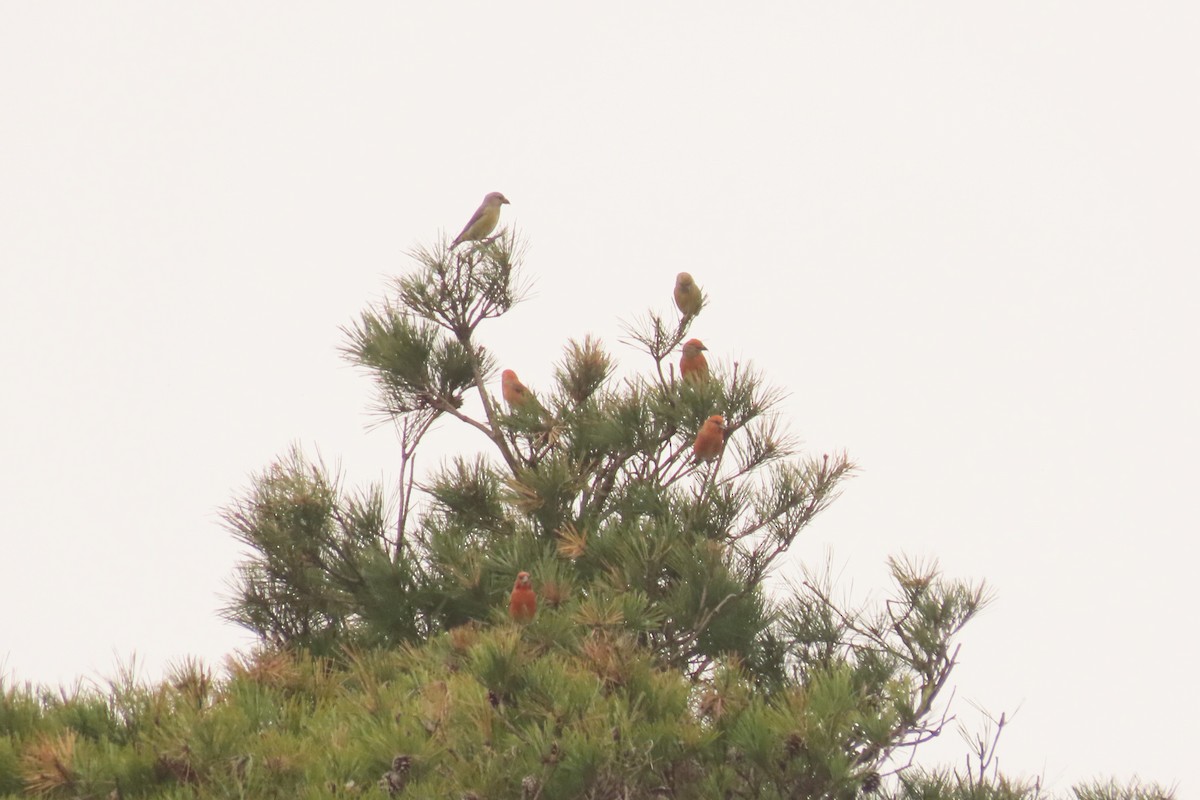 Red Crossbill - ML619713266