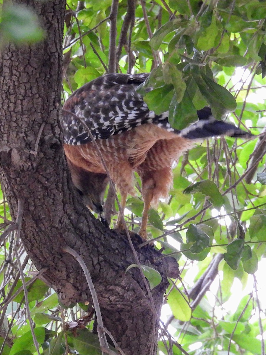 Red-shouldered Hawk - ML619713270