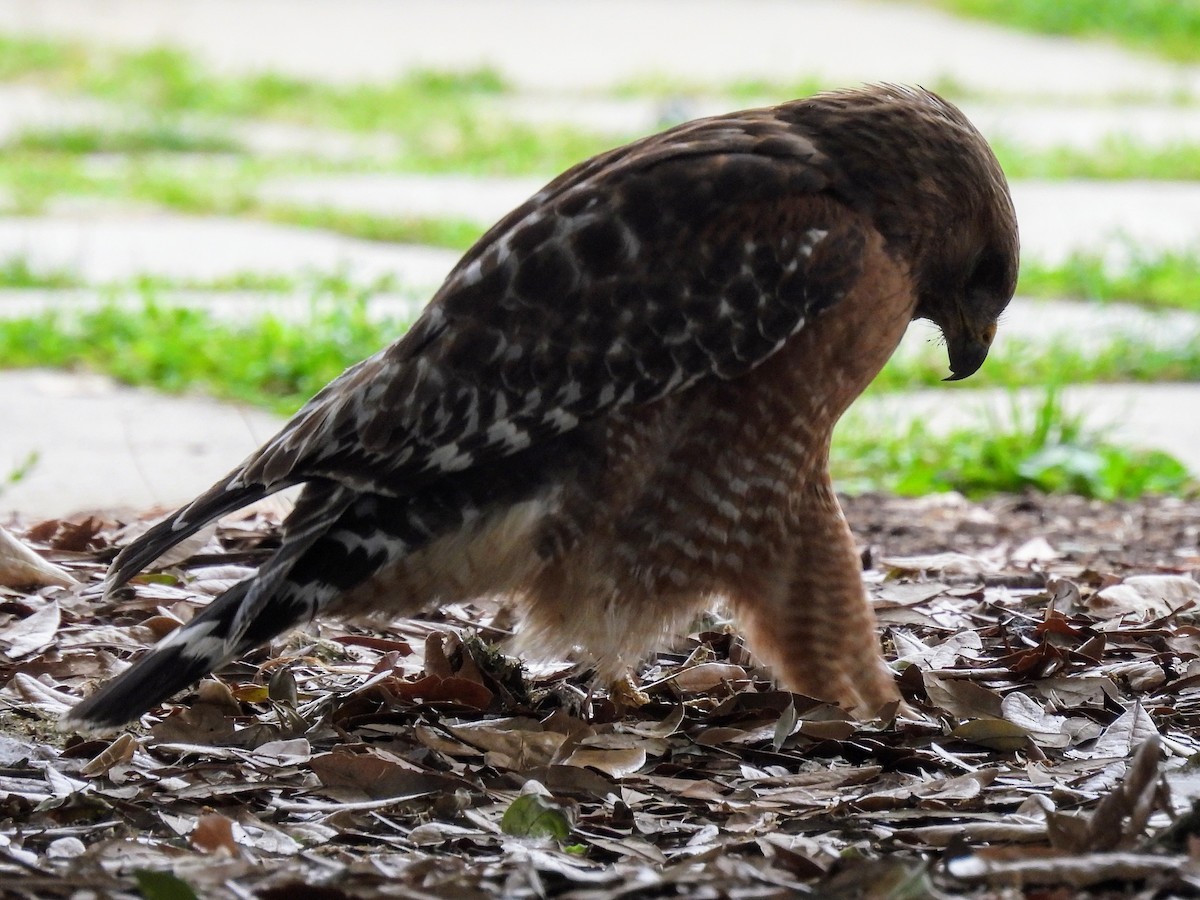 Red-shouldered Hawk - ML619713272