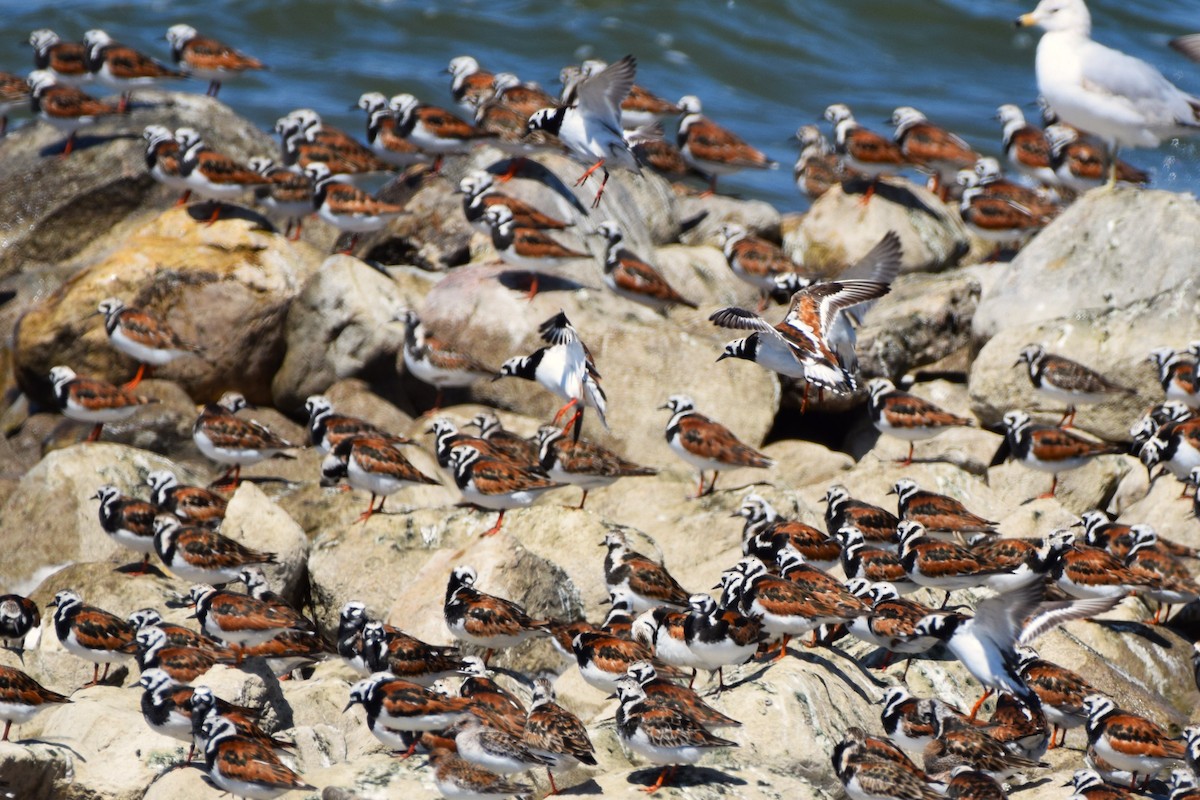 Ruddy Turnstone - ML619713274