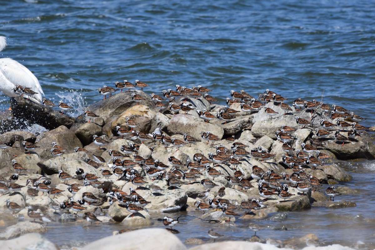 Ruddy Turnstone - ML619713276