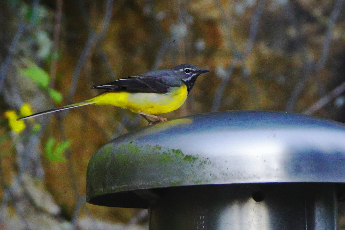 Gray Wagtail - ML619713329