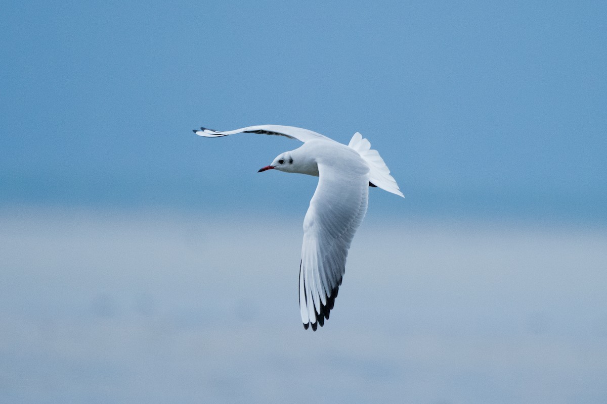 Black-headed Gull - ML619713338