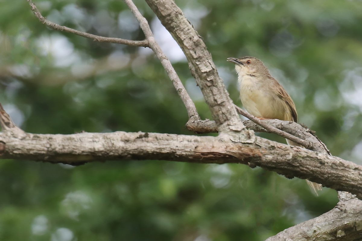 Brown Prinia - ML619713350