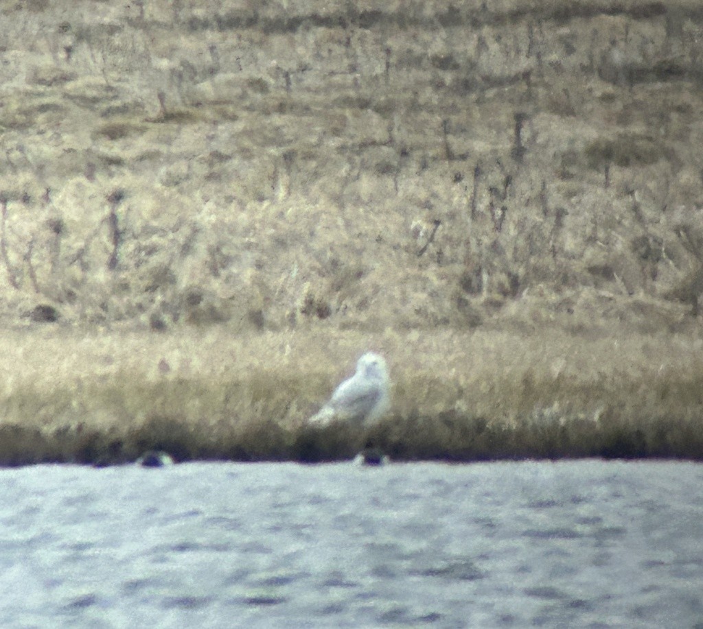 Snowy Owl - ML619713370