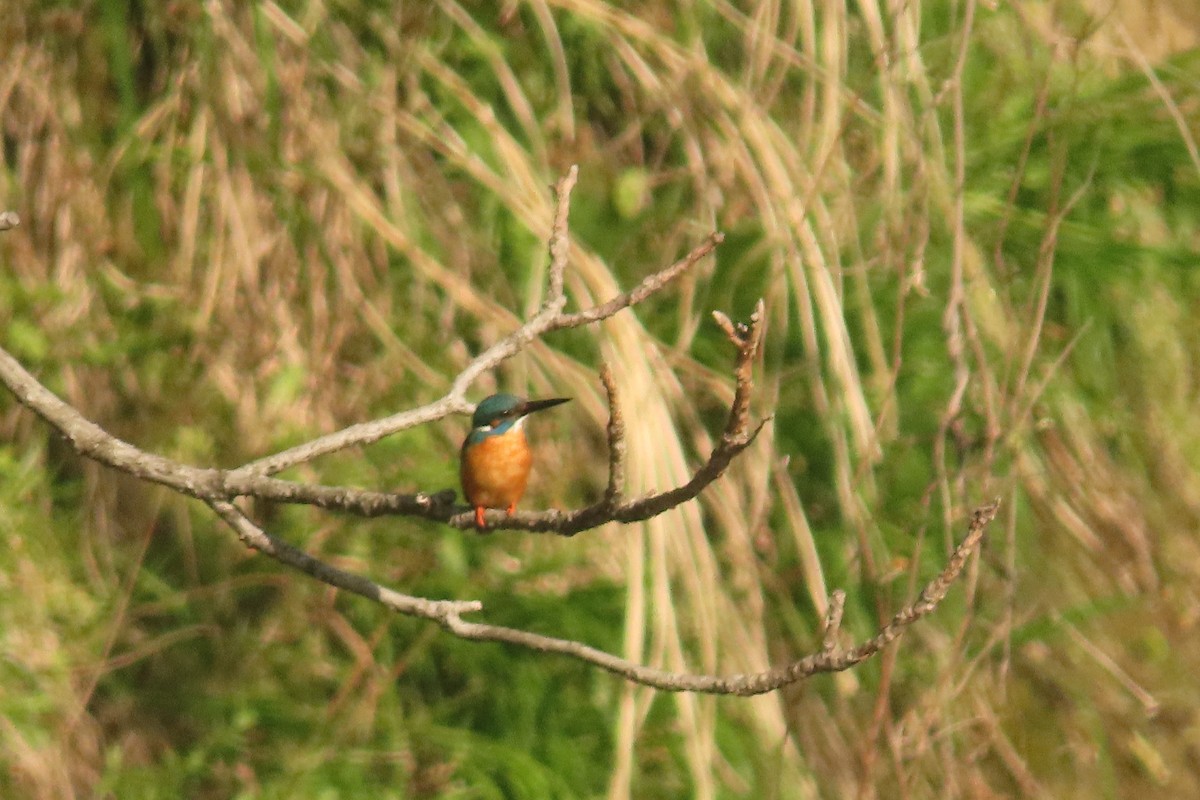 Common Kingfisher - ML619713373