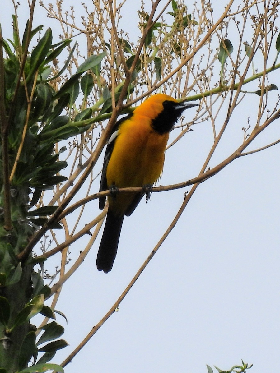 Hooded Oriole - ML619713375