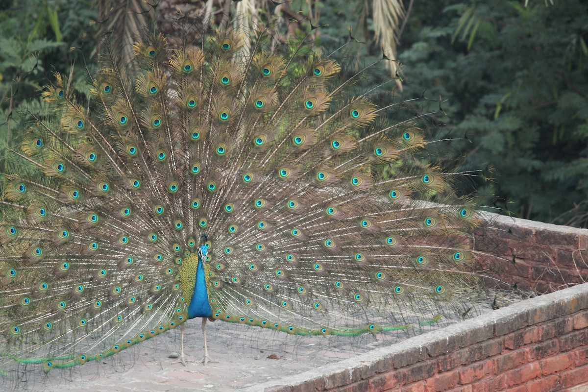 Indian Peafowl - ML619713380