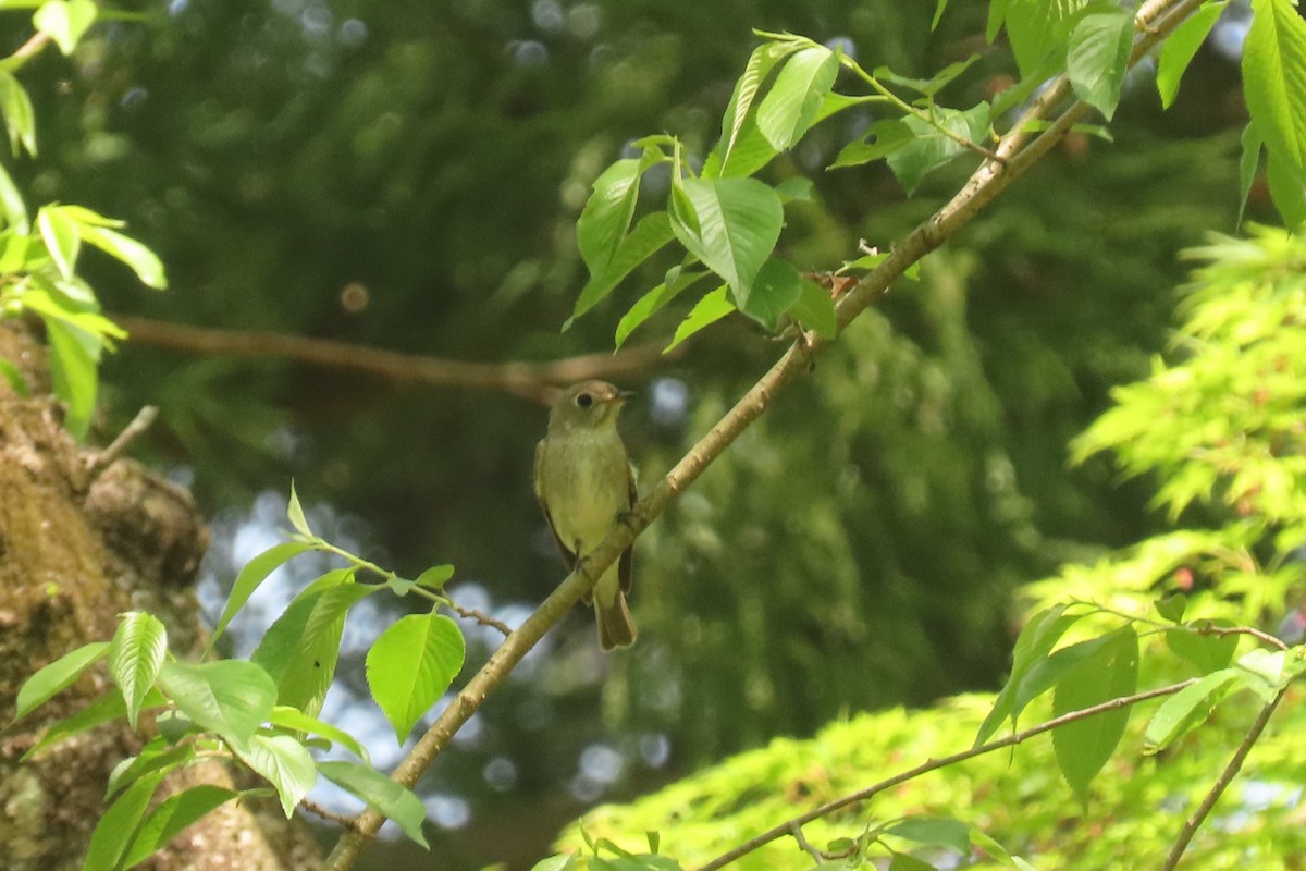 Asian Brown Flycatcher - ML619713400