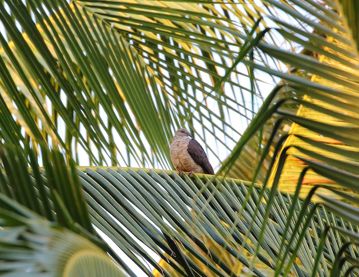 Flores Sea Cuckoo-Dove - ML619713404