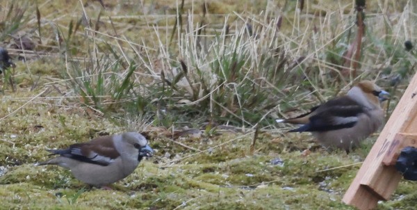 Hawfinch - ML619713414