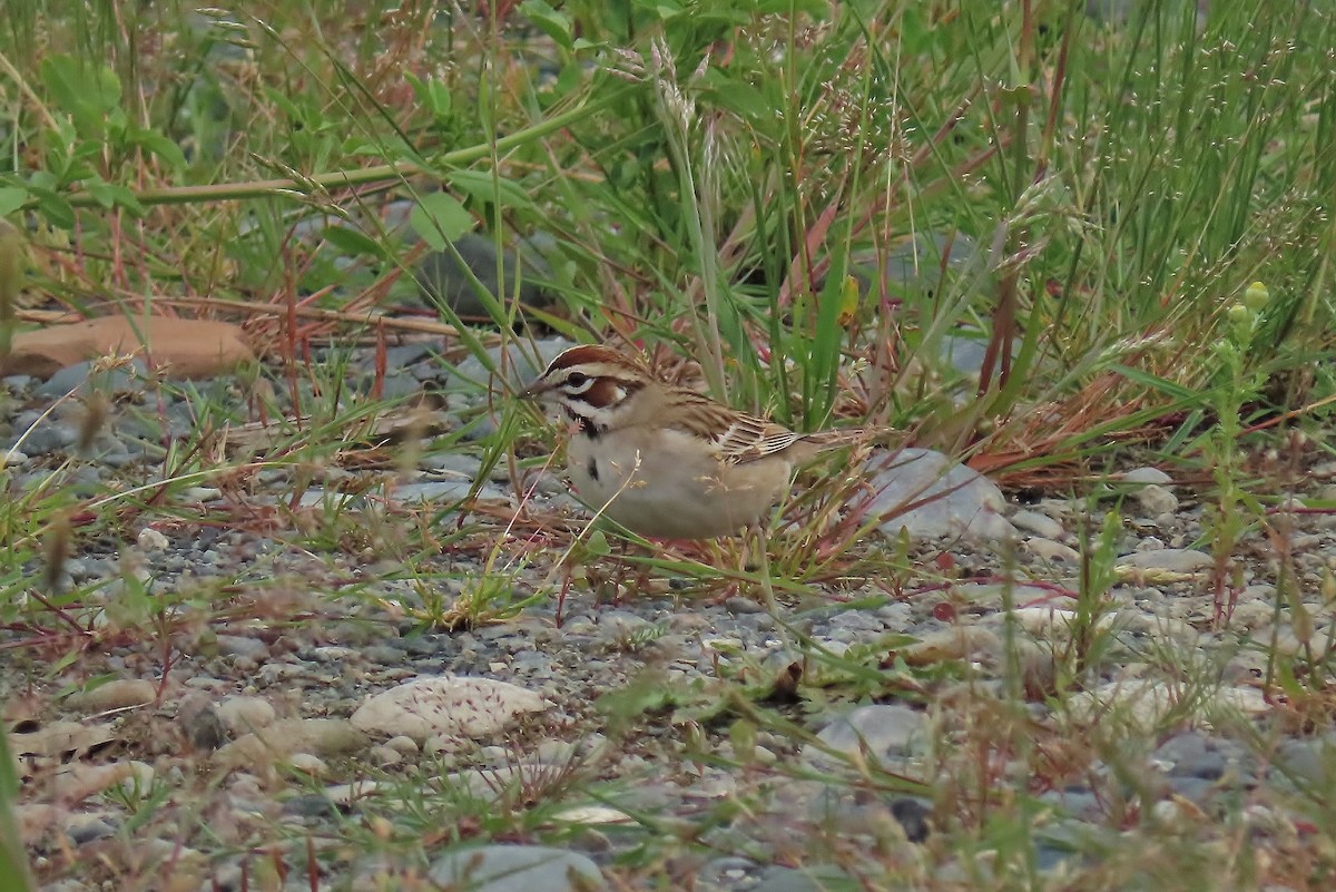 Lark Sparrow - ML619713433