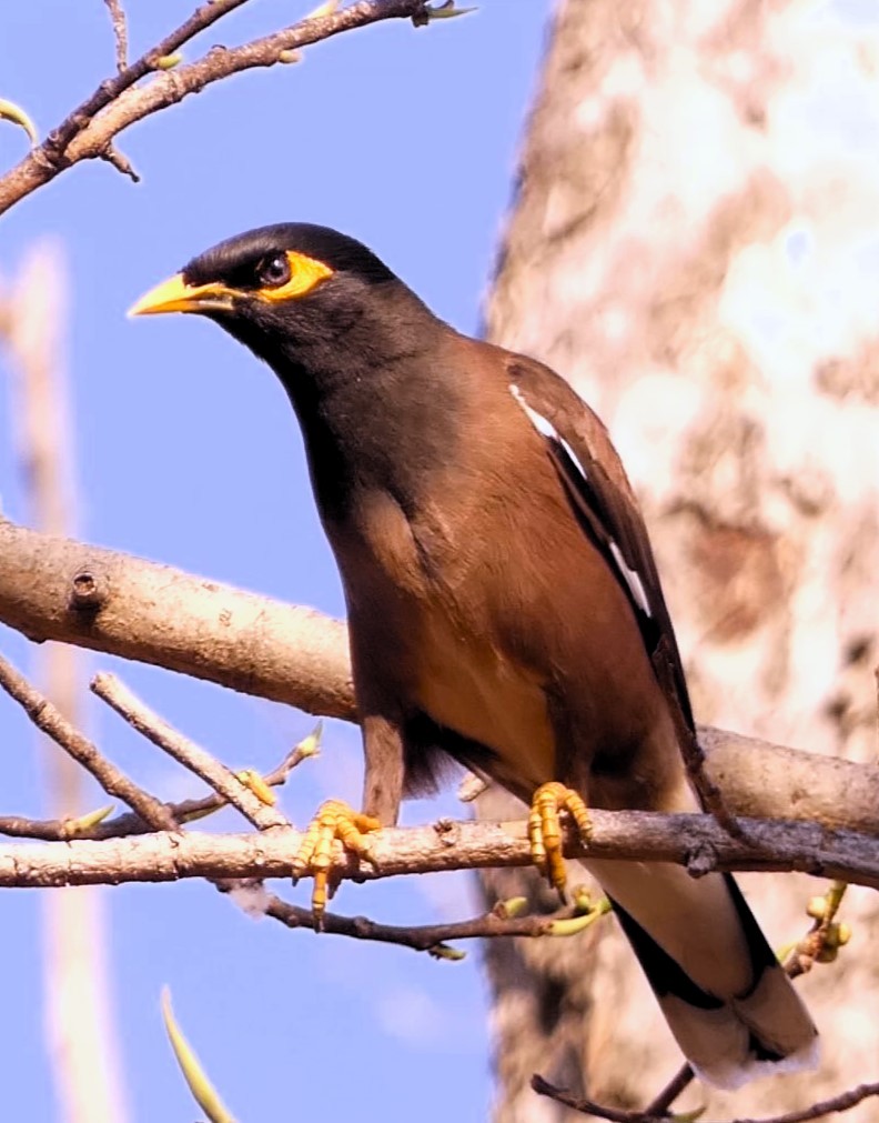 Common Myna - ML619713436