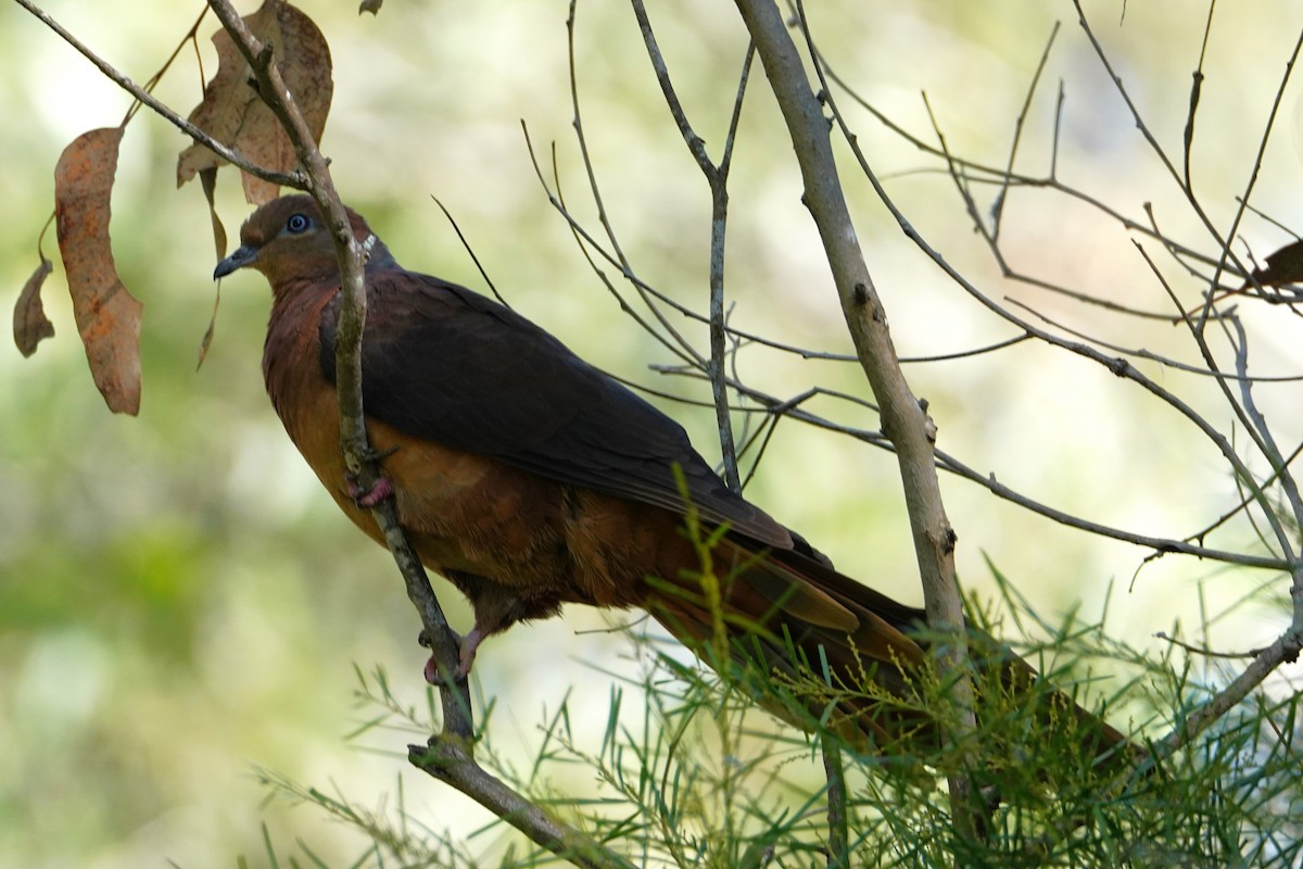 Brown Cuckoo-Dove - ML619713439