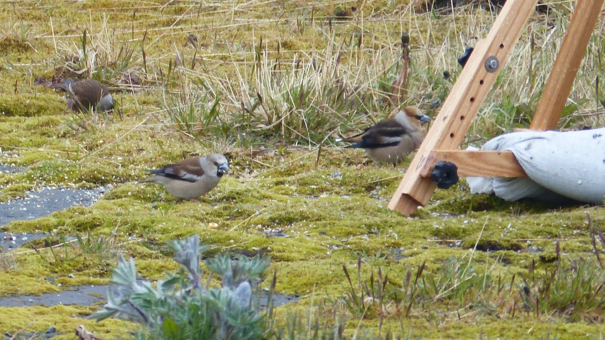 Hawfinch - ML619713446