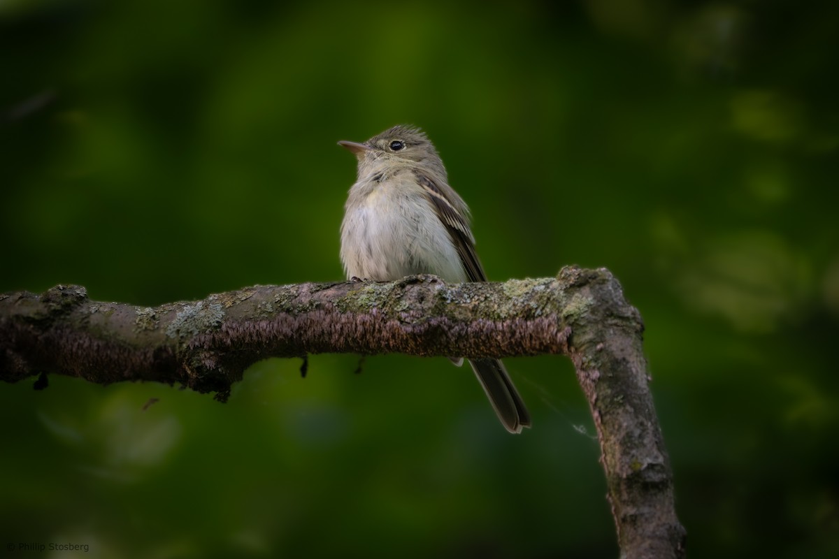 Acadian Flycatcher - ML619713464