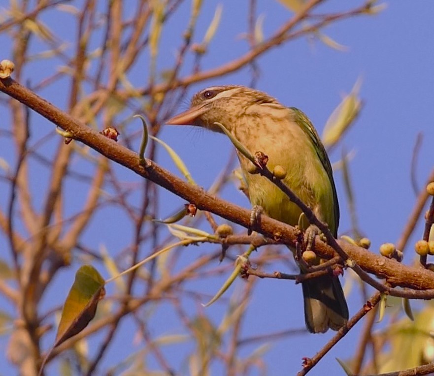 barbet bělolící - ML619713465