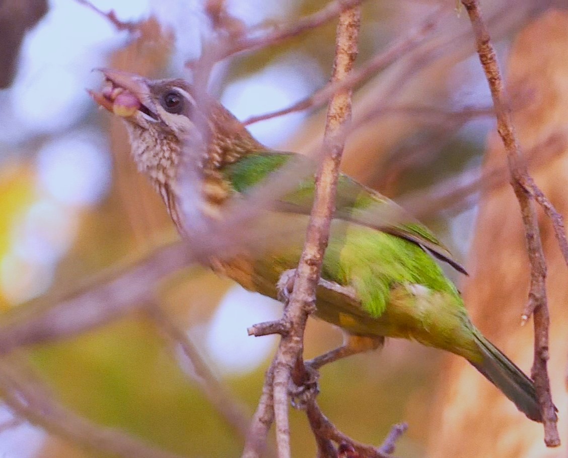 White-cheeked Barbet - ML619713466