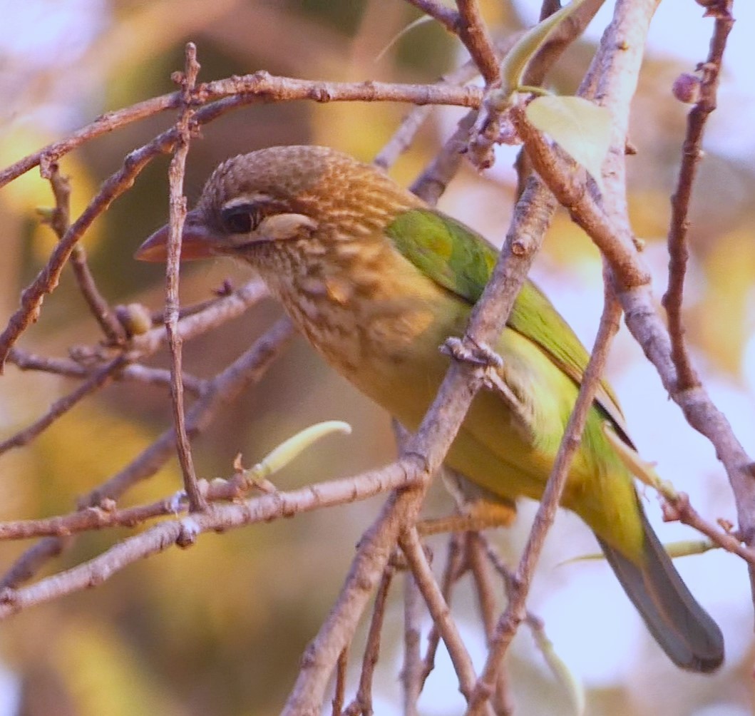 barbet bělolící - ML619713467