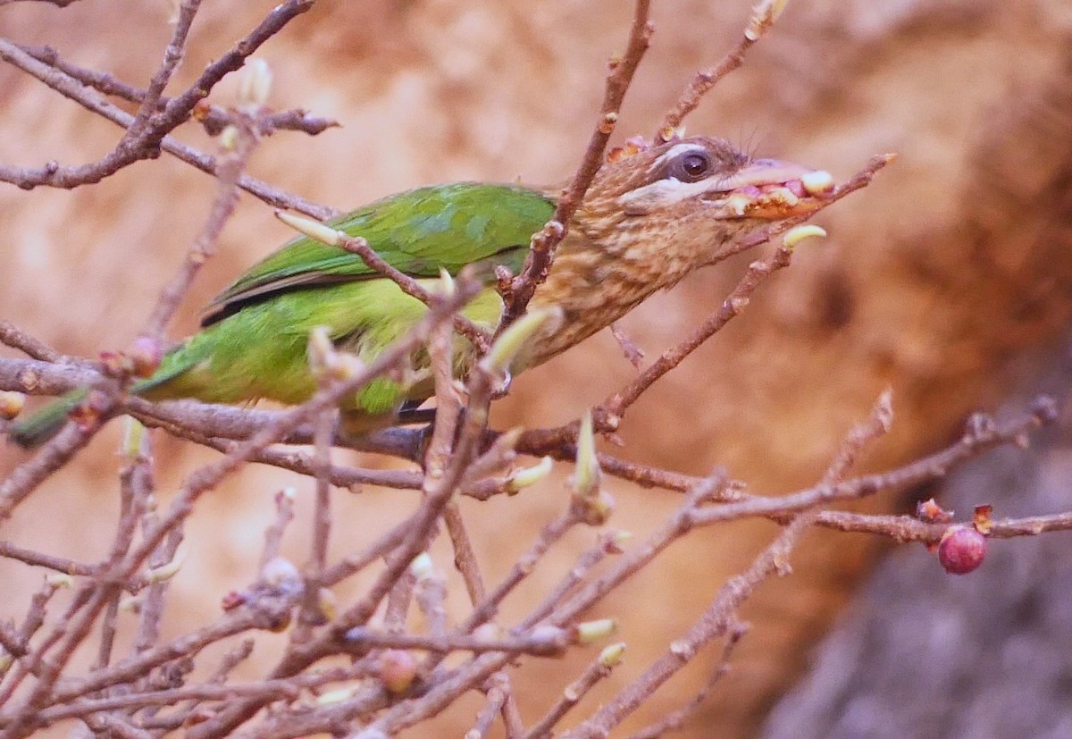 barbet bělolící - ML619713468