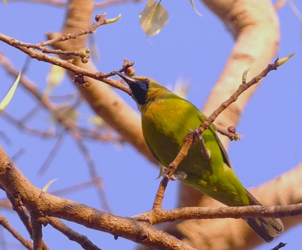 Jerdon's Leafbird - ML619713494