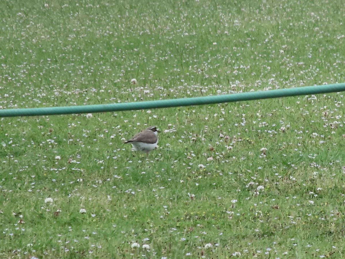 Little Ringed Plover - ML619713499