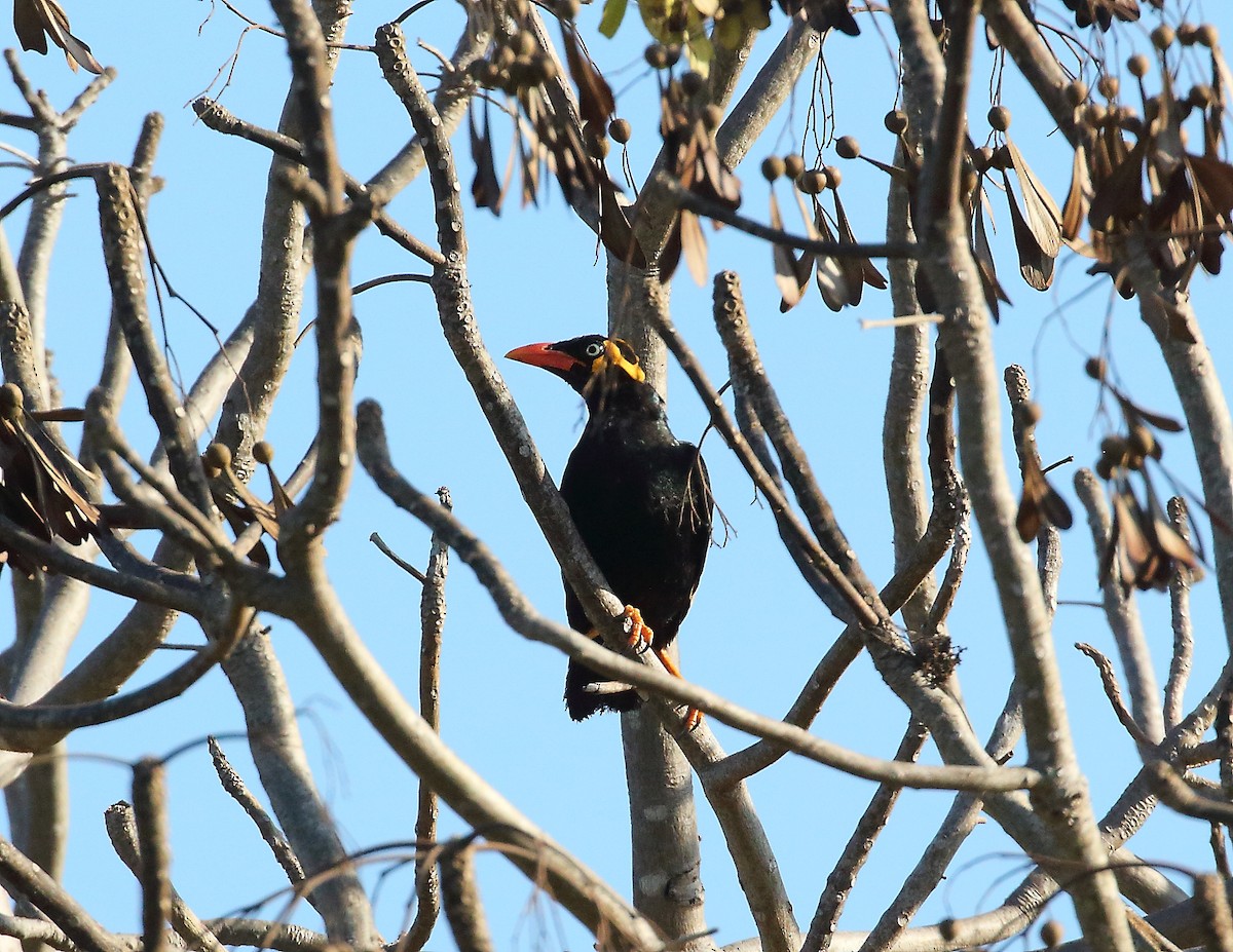 Tenggara Hill Myna - ML619713502