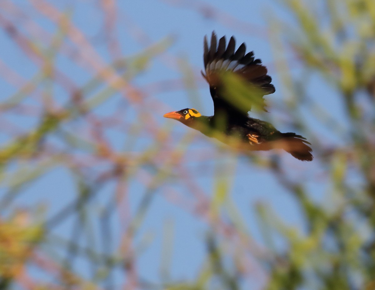 Tenggara Hill Myna - ML619713505