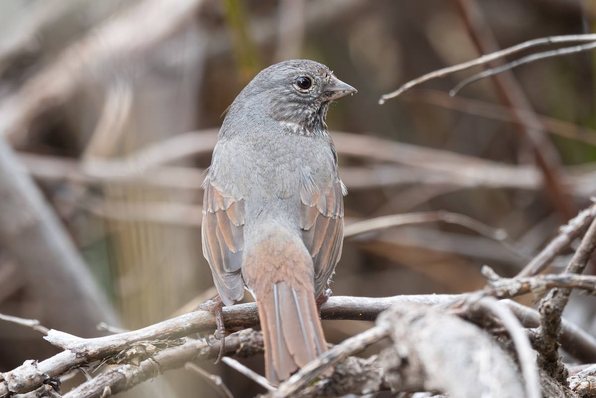 Fox Sparrow (Slate-colored) - ML619713508